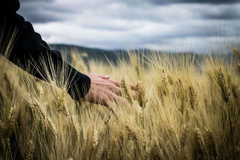 Wheat